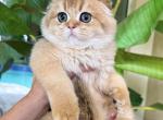 Scottish Fold  Golden  Male - Scottish Fold Kitten For Sale - Orlando, FL, US