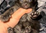 koa litter - Ragamuffin Kitten For Sale - Williamsport, OH, US