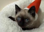 Seal Point Siamese - Siamese Kitten For Sale - Gurnee, IL, US