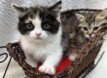 Calico Ragdoll mix - Ragdoll Kitten For Sale - Gurnee, IL, US