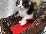 Calico Ragdoll mix - Ragdoll Kitten For Sale - Gurnee, IL, US