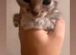 Maverick - Bengal Kitten For Sale - Rutherford, NJ, US