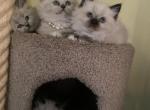 Simba and Malibu Chistmas  Litter - Ragdoll Kitten For Sale - Irvine, CA, US