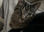 Willow - Domestic Cat For Sale - Sylvania, OH, US