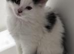 Kitten - Domestic Kitten For Sale - 