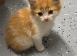 Orange kitten - Domestic Kitten For Sale - 