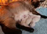 Tiffany - Siamese Kitten For Sale - Port Huron, MI, US