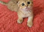 Leon - Scottish Fold Kitten For Sale - 