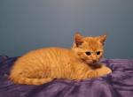 Orange - Domestic Kitten For Sale - Becket, MA, US