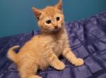 Ginger - Domestic Kitten For Sale - Becket, MA, US