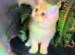 Lance - British Shorthair Kitten For Sale - Johns Creek, GA, US