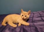 Beige - Domestic Kitten For Sale - Becket, MA, US