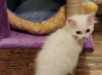 Rughugger kittens - Munchkin Kitten For Sale - Philadelphia, PA, US