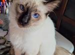 Knox Balinese Cattery - Balinese Kitten For Sale - Brazil, IN, US