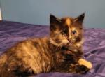 Fluffy black and orange - Domestic Kitten For Sale - Becket, MA, US