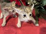 Christmas girls - Oriental Kitten For Sale - 