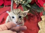 Christmas boy - Oriental Kitten For Sale - Cassatt, SC, US