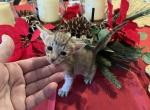 Litter 1 - Oriental Kitten For Sale - Cassatt, SC, US