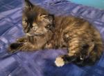 Fluffy brown - Domestic Kitten For Sale - Becket, MA, US