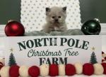 CHRISTMAS HIMALAYAN KITTENS - Himalayan Kitten For Sale - Philadelphia, PA, US