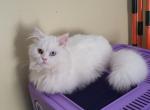 Ragamuffin Munchkins persian munchkin adult's - Munchkin Cat For Sale - Philadelphia, PA, US