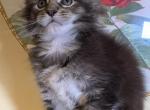 Sahara - Maine Coon Kitten For Sale - Philadelphia, PA, US