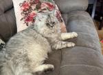 Snowbell - Persian Kitten For Sale - 