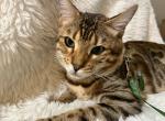 Bengal male 9 months - Bengal Kitten For Sale - 