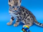 Christmas kittens - Bengal Kitten For Sale - Christmas, FL, US