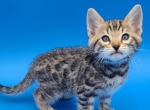 Christmas kittens - Bengal Kitten For Sale - Christmas, FL, US