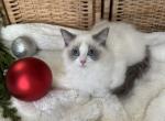 Rory orang C - Ragdoll Kitten For Sale - 