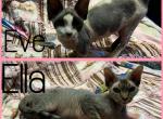 ELLA & EVE - Minskin Kitten For Sale - FL, US