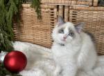 Dash black C - Ragdoll Kitten For Sale - 