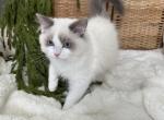 Dash black C Hold - Ragdoll Kitten For Sale - NC, US