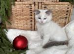 Romeo brown C - Ragdoll Kitten For Sale - 