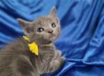 Russian Blue Kittens - Russian Blue Kitten For Sale - Youngstown, OH, US