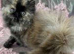 Lollipop - Persian Kitten For Sale - Austin, TX, US