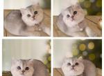 Fuji - British Shorthair Kitten For Sale - 