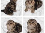 Kisses - Scottish Fold Kitten For Sale - 