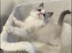 RESERVED Seal Bicolor Ragdoll Male - Ragdoll Kitten For Sale - 