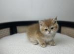 Ricky - British Shorthair Kitten For Sale - Englewood, CO, US