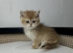 Rose - British Shorthair Kitten For Sale - Englewood, CO, US