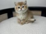 Reese - British Shorthair Kitten For Sale - Englewood, CO, US