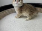 Rafael - British Shorthair Kitten For Sale - Englewood, CO, US