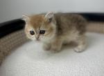 Ralph - British Shorthair Kitten For Sale - Englewood, CO, US