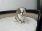 Billy - British Shorthair Kitten For Sale - Englewood, CO, US