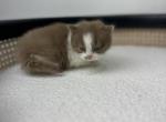 Bob - British Shorthair Kitten For Sale - Englewood, CO, US