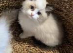 Female TICA Bicolor Ragdoll Kitten - Ragdoll Kitten For Sale - 