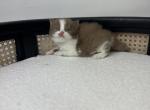 Basil - British Shorthair Kitten For Sale - Englewood, CO, US