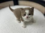 Barney - British Shorthair Kitten For Sale - Englewood, CO, US